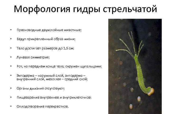 Кракен русский